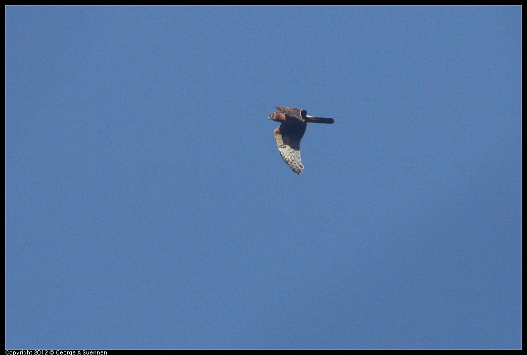 1102-090310-05.jpg - Northern Harrier