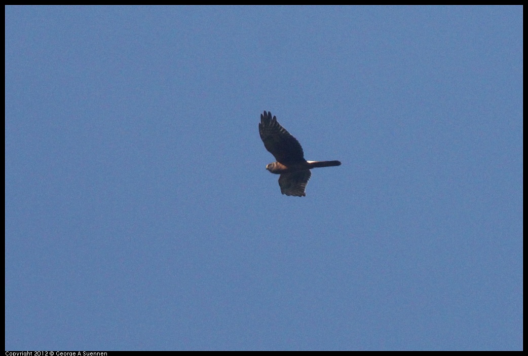 1102-090319-04.jpg - Northern Harrier