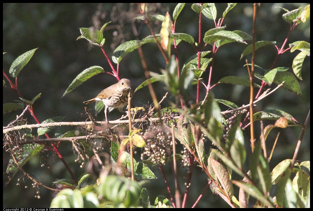 1102-090802-02.jpg - Hermit Thrush