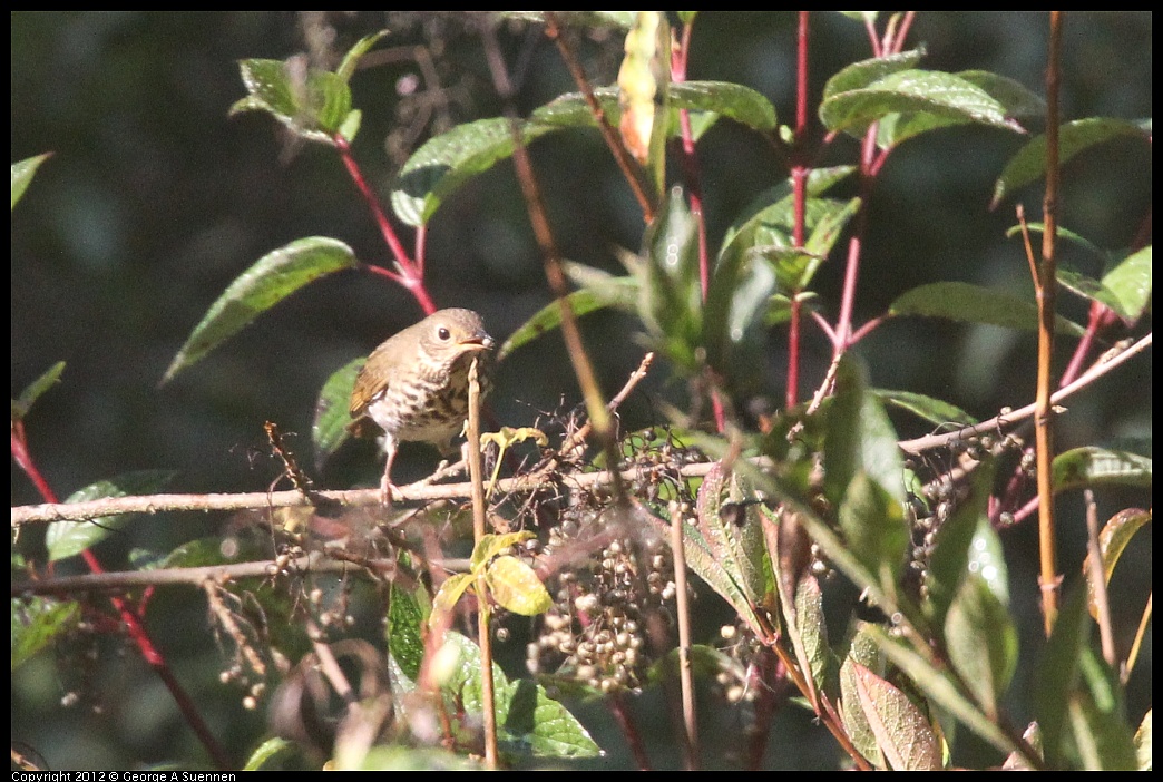 1102-090803-04.jpg - Hermit Thrush