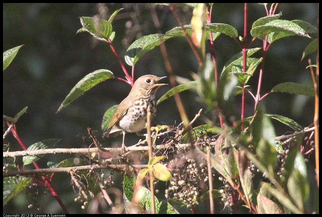 1102-090804-01.jpg - Hermit Thrush