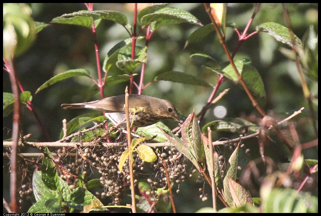 1102-090830-01.jpg - Hermit Thrush