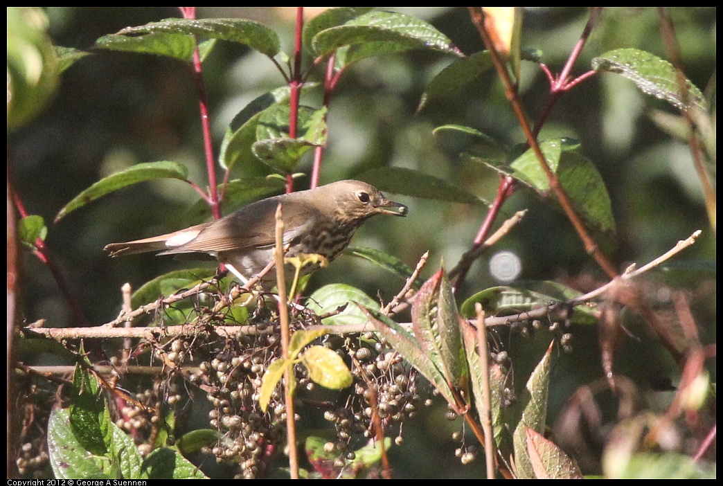 1102-090831-01.jpg - Hermit Thrush