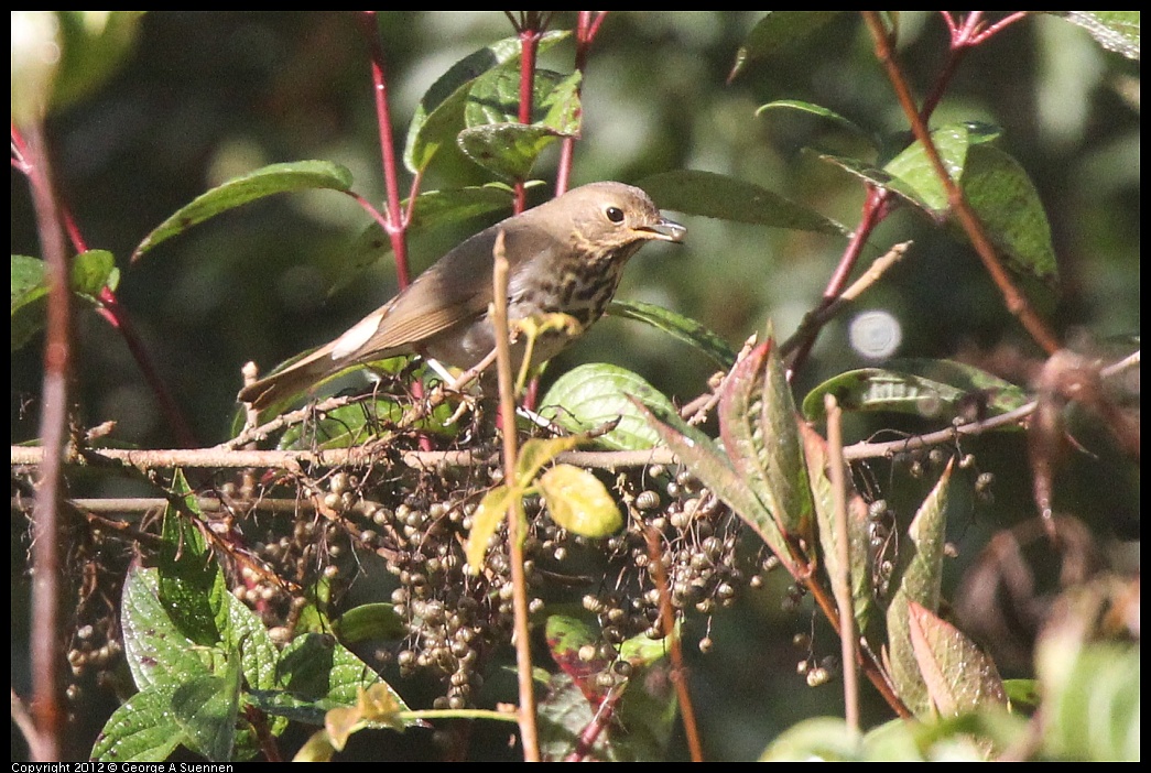 1102-090834-01.jpg - Hermit Thrush