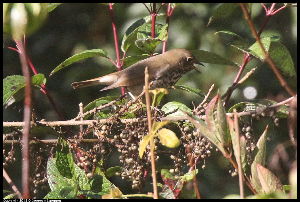 1102-090839-04.jpg - Hermit Thrush