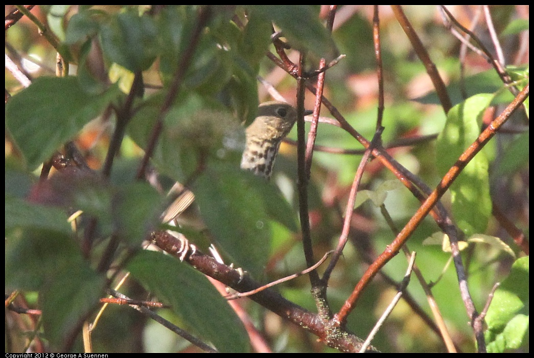 1102-090915-01.jpg - Hermit Thrush