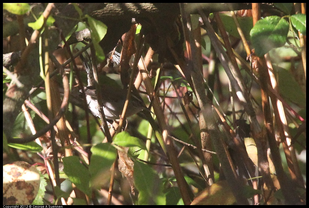 1102-091000-03.jpg - Bewick's Wren