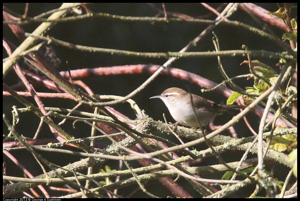 1102-091116-03.jpg - Bewick's Wren