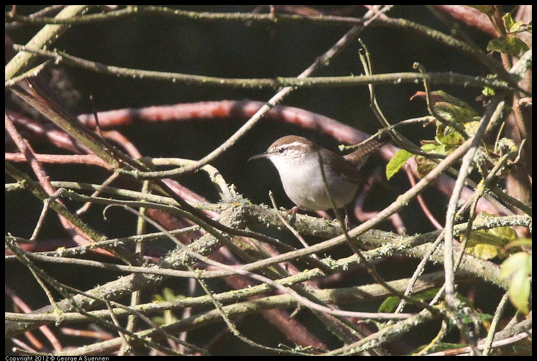 1102-091118-01.jpg - Bewick's Wren