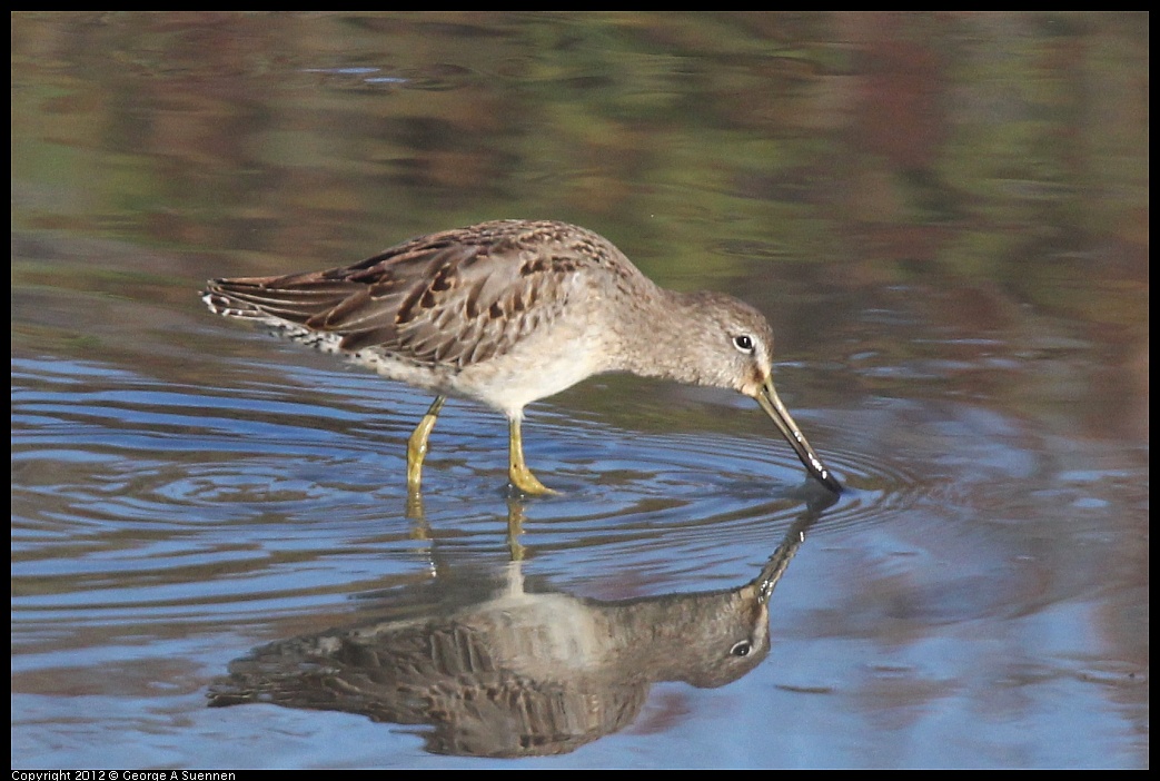 1103-084119-01.jpg - Short-billed Dowitcher