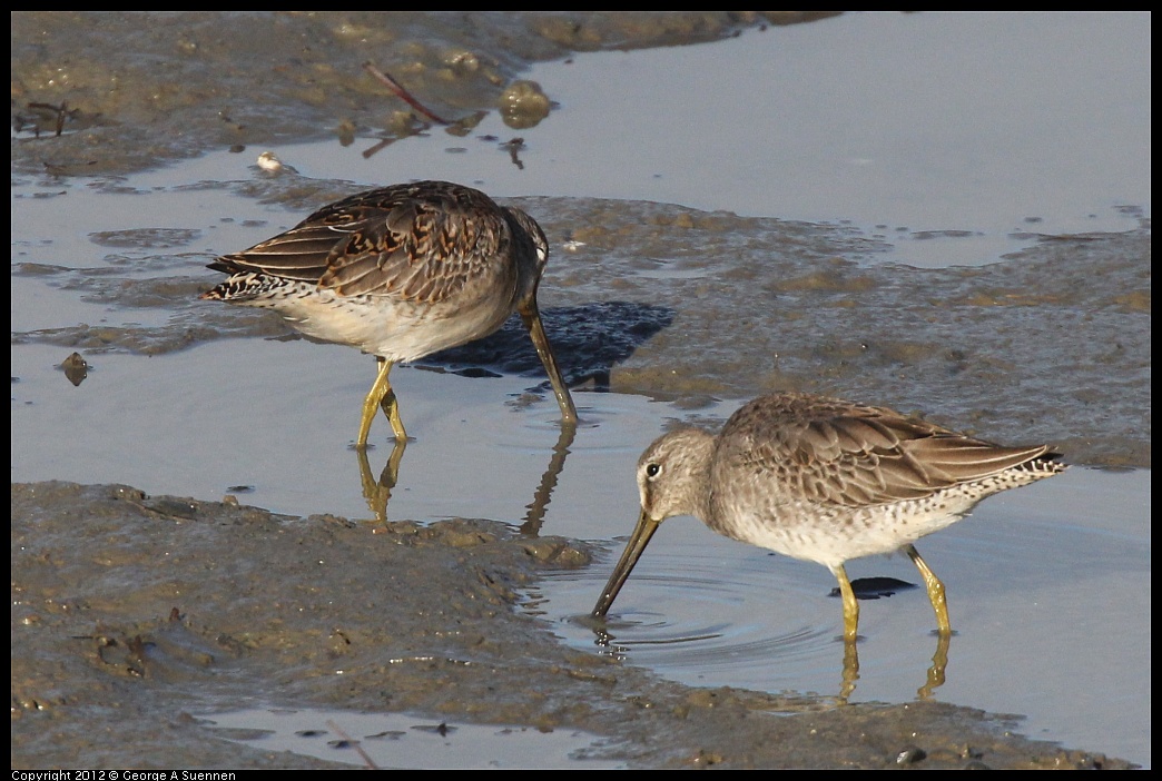 1103-084133-03.jpg - Short-billed Dowitcher