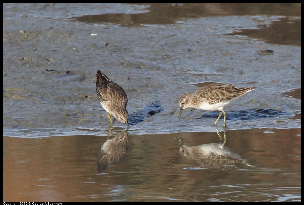 1103-084148-04.jpg - Least Sandpiper