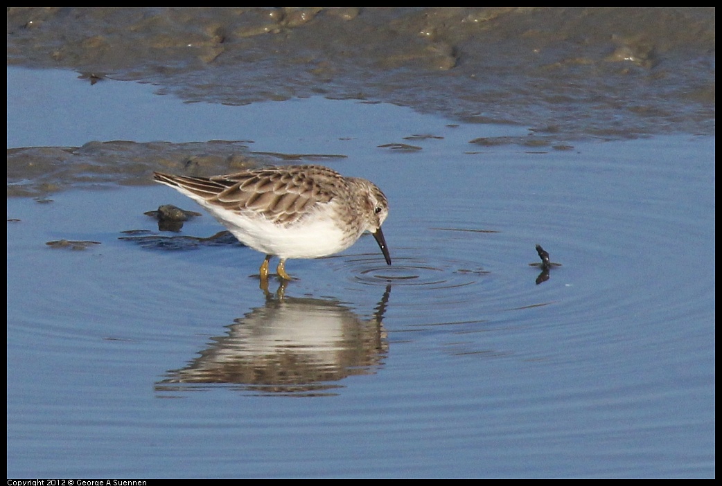 1103-084156-04.jpg - Least Sandpiper