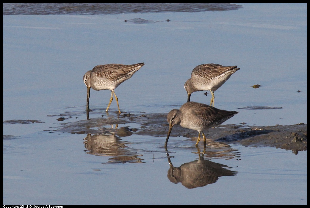 1103-084215-01.jpg - Short-billed Dowitcher