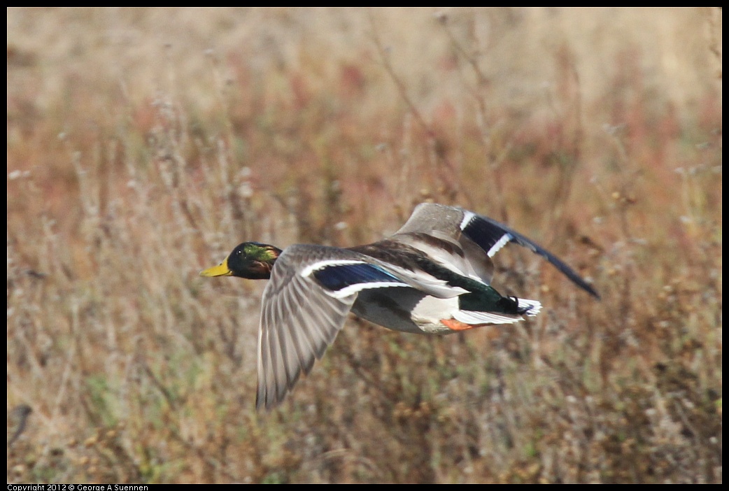 1103-084415-01.jpg - Mallard