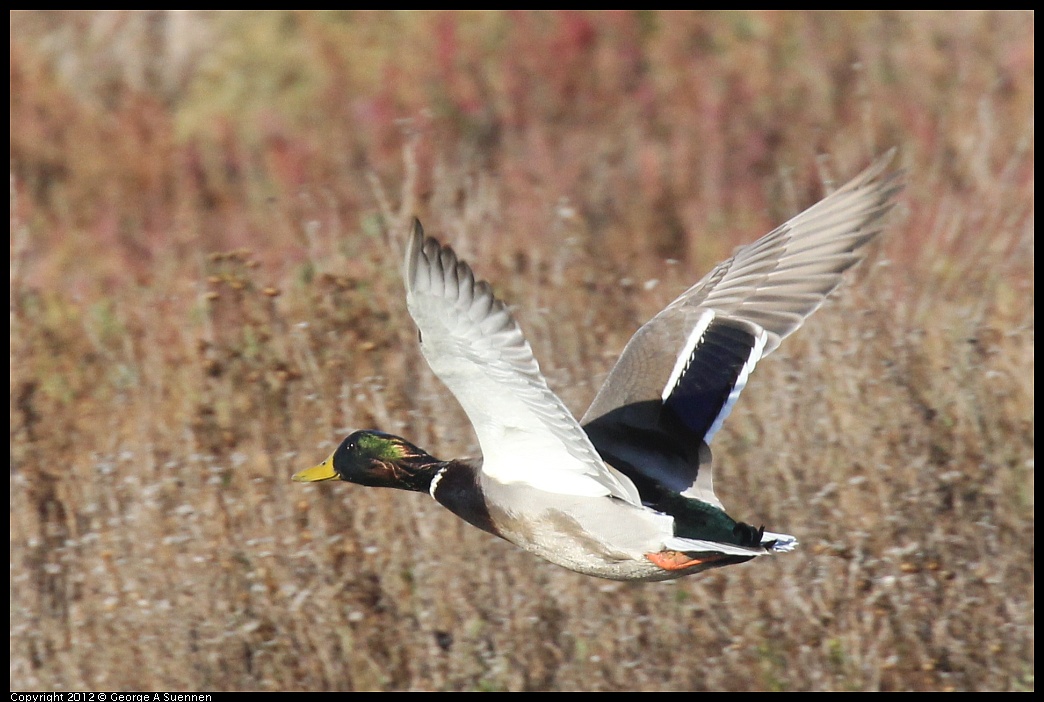 1103-084415-02.jpg - Mallard