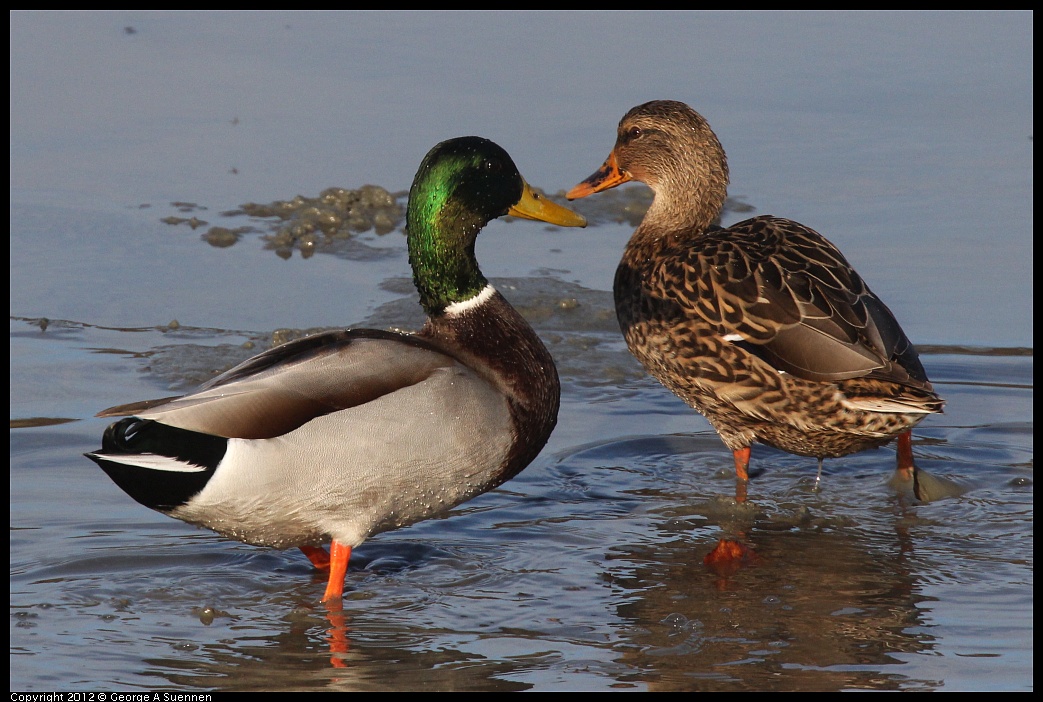 1103-084422-01.jpg - Mallard