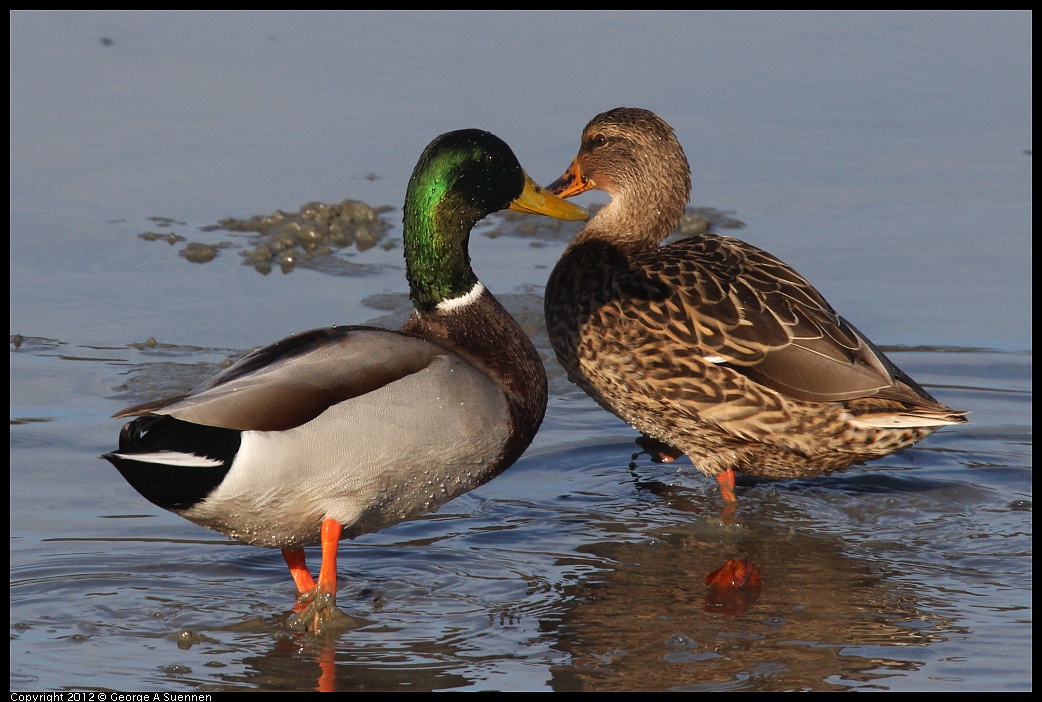 1103-084422-02.jpg - Mallard