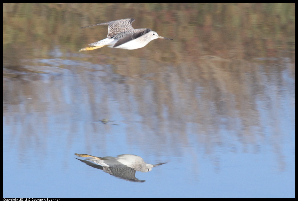 1103-084533-02.jpg - Lesser Yellowlegs