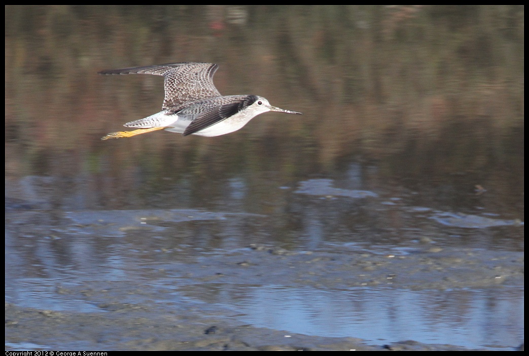 1103-084533-03.jpg - Lesser Yellowlegs