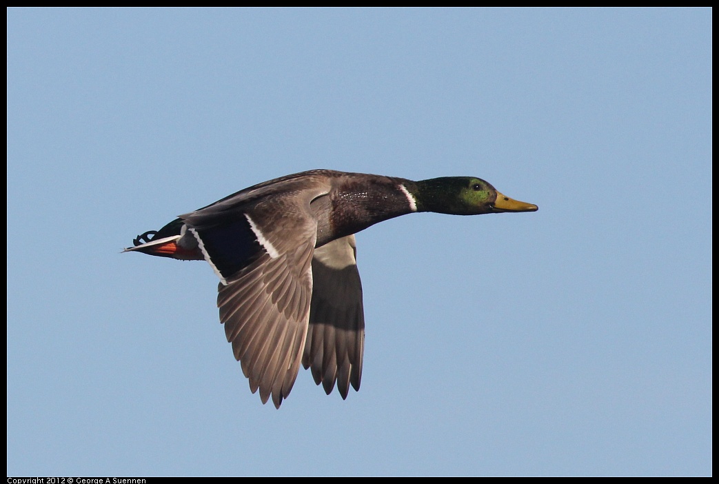 1103-084542-01.jpg - Mallard