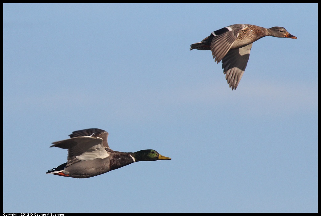 1103-084542-02.jpg - Mallard