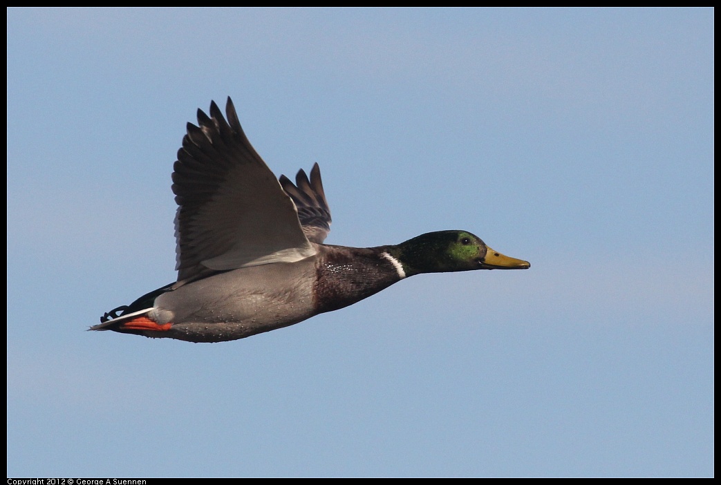 1103-084542-03.jpg - Mallard