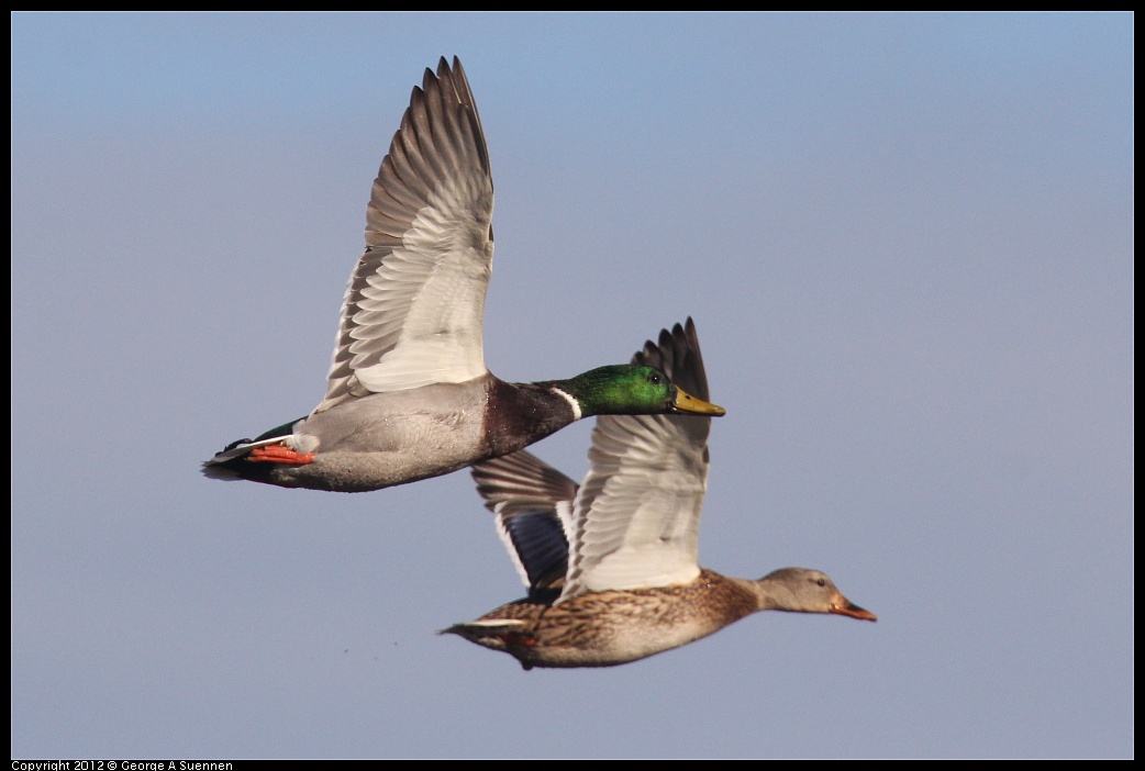 1103-084543-03.jpg - Mallard