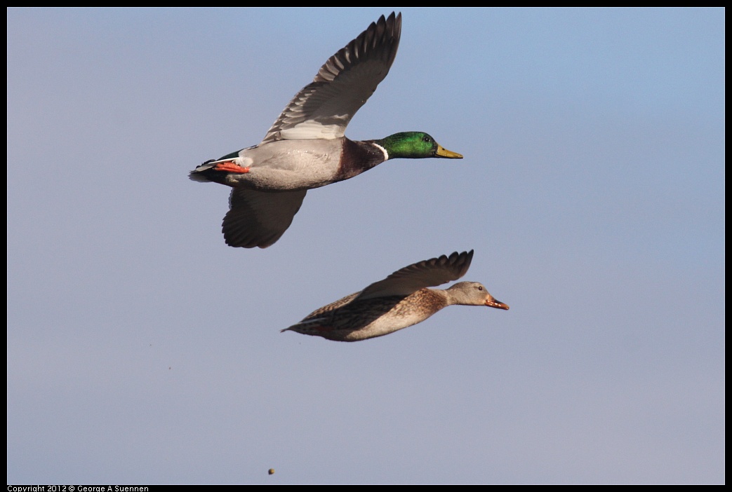 1103-084543-04.jpg - Mallard