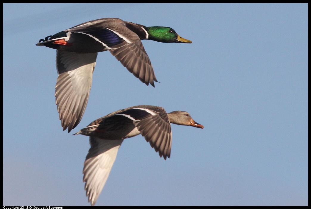 1103-084543-06.jpg - Mallard