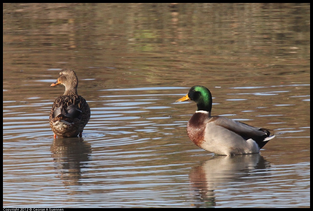 1103-084603-02.jpg - Mallard