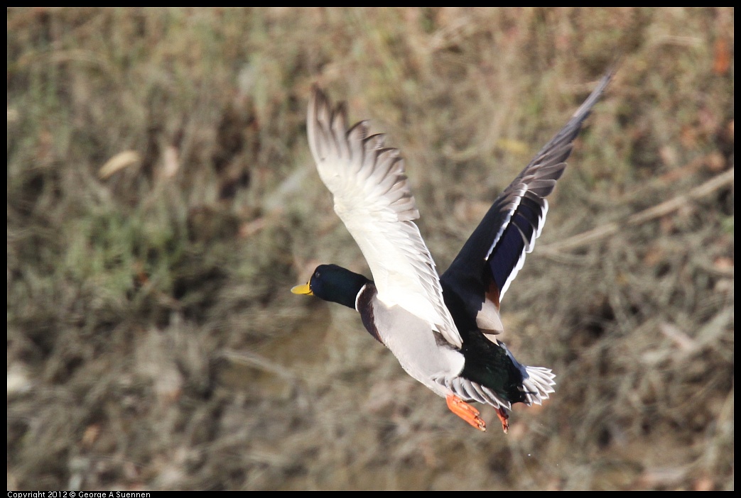 1103-084608-03.jpg - Mallard