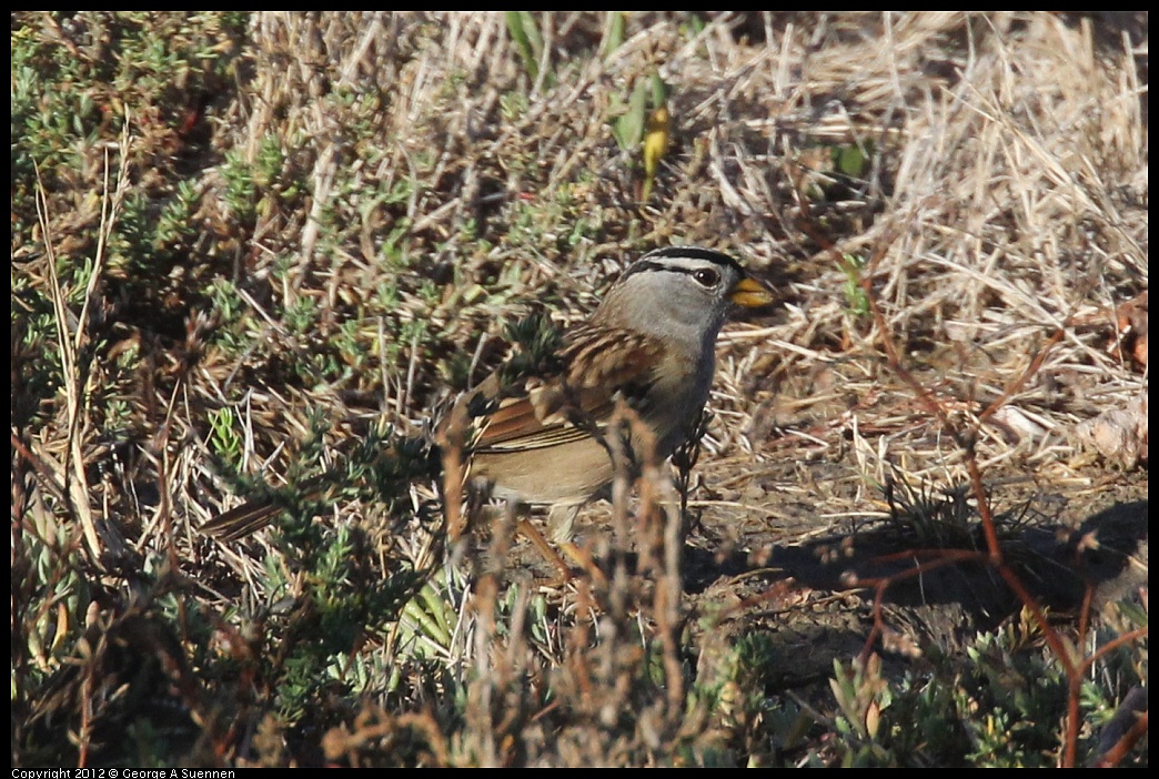 1103-084639-01.jpg - White-crowned Sparrow