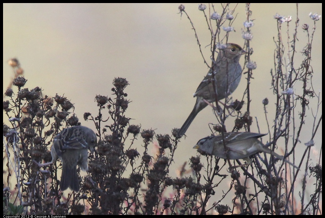 1103-084658-02.jpg - White-crowned and Golden-crowned Sparrow 