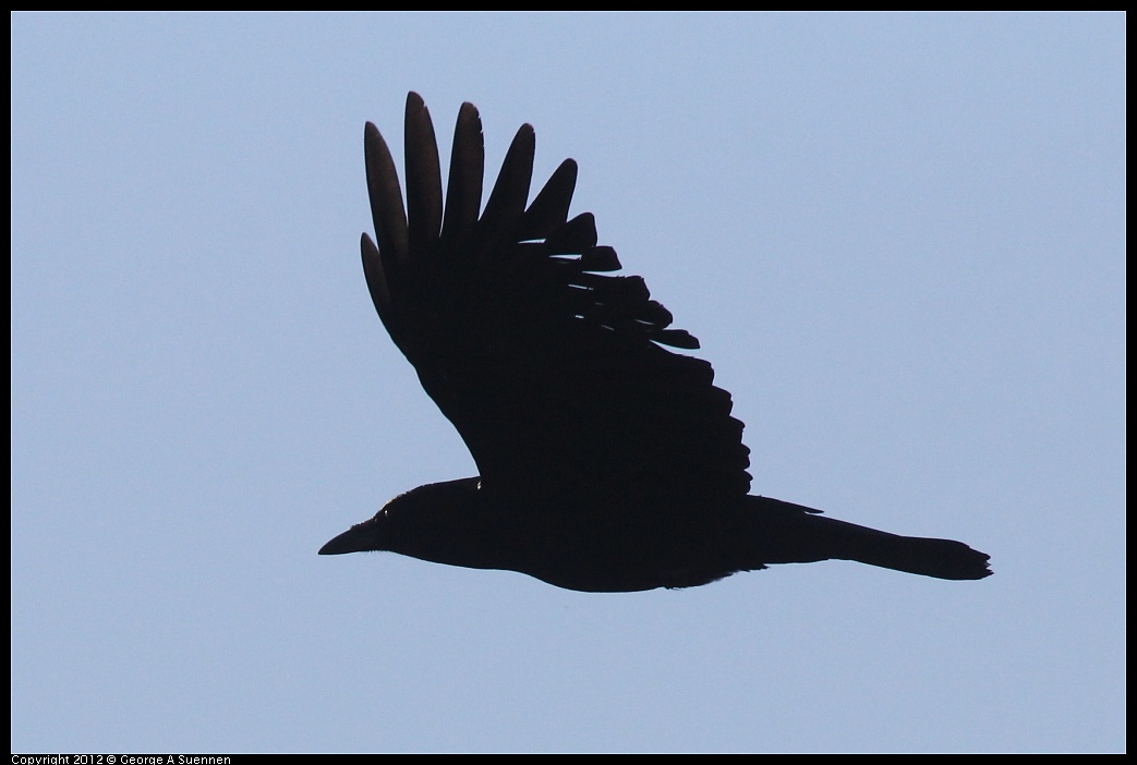 1103-084934-03.jpg - American Crow