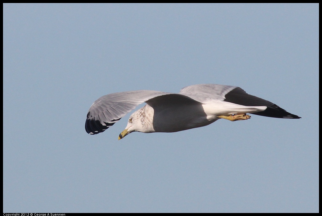 1103-085030-01.jpg - Ring-billed Gull