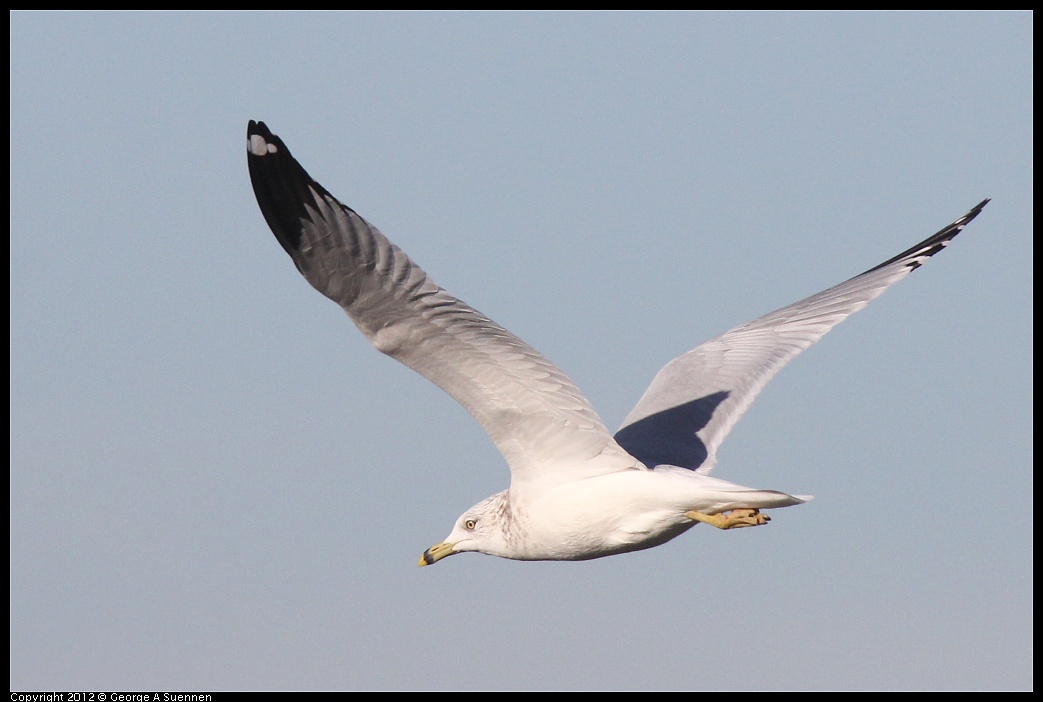 1103-085031-03.jpg - Ring-billed Gull