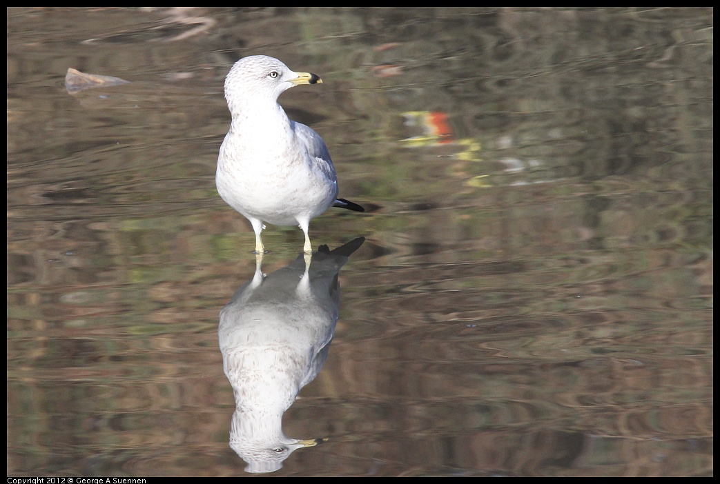 1103-085036-01.jpg - Ring-billed Gull