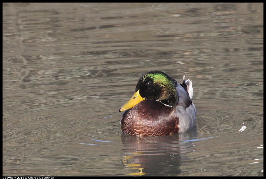 1103-085140-01.jpg - Mallard