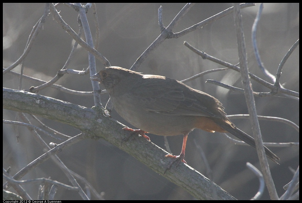 1103-085351-02.jpg - California Towhee