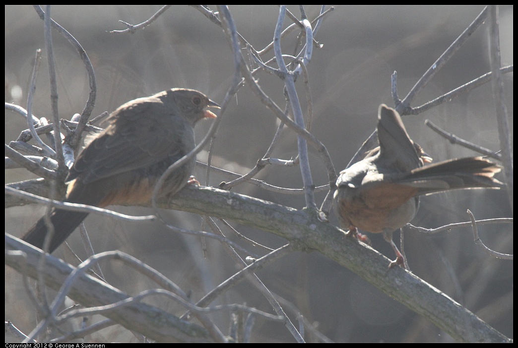 1103-085351-05.jpg - California Towhee