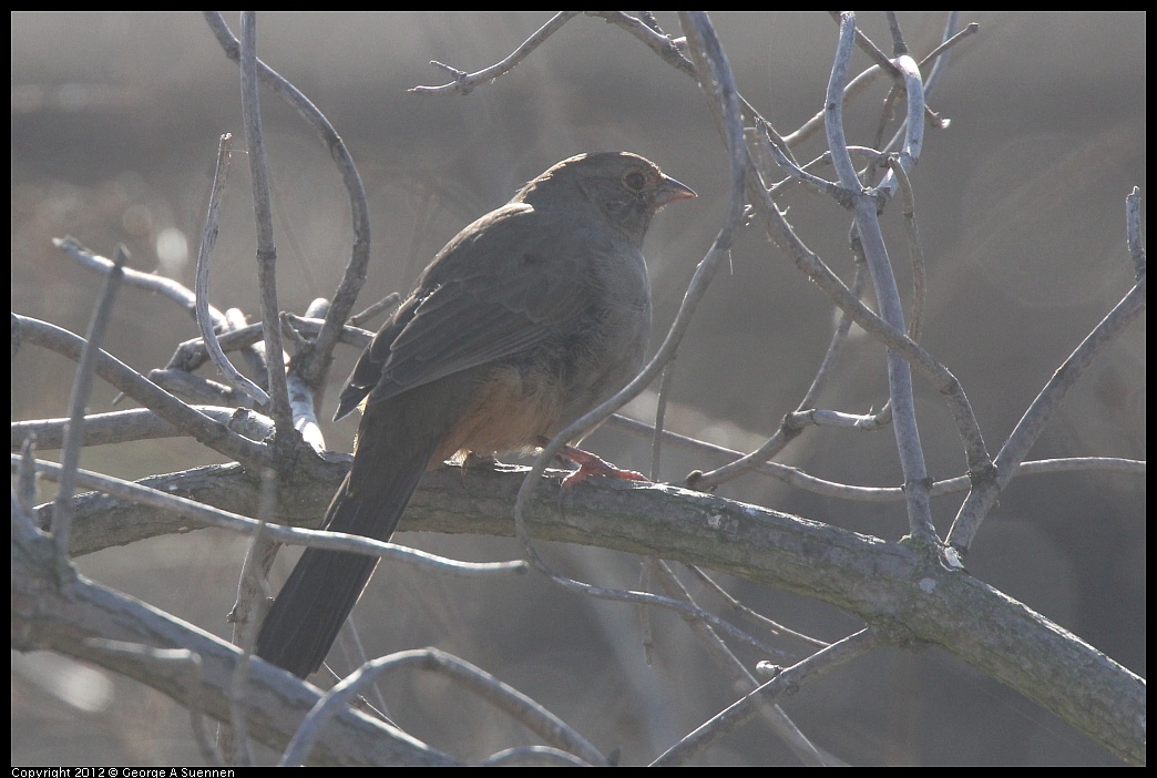 1103-085353-01.jpg - California Towhee