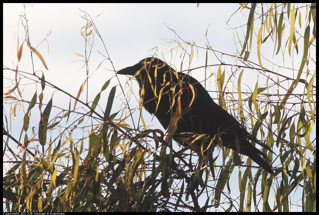 1103-085509-01.jpg - Common Raven