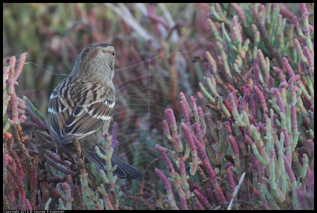 1103-085523-01.jpg - White-crowned Sparrow