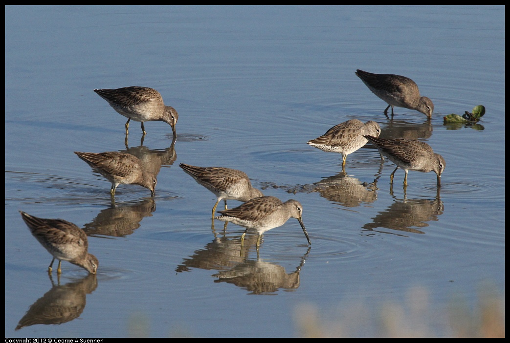 1103-085538-01.jpg - Short-billed Dowitcher