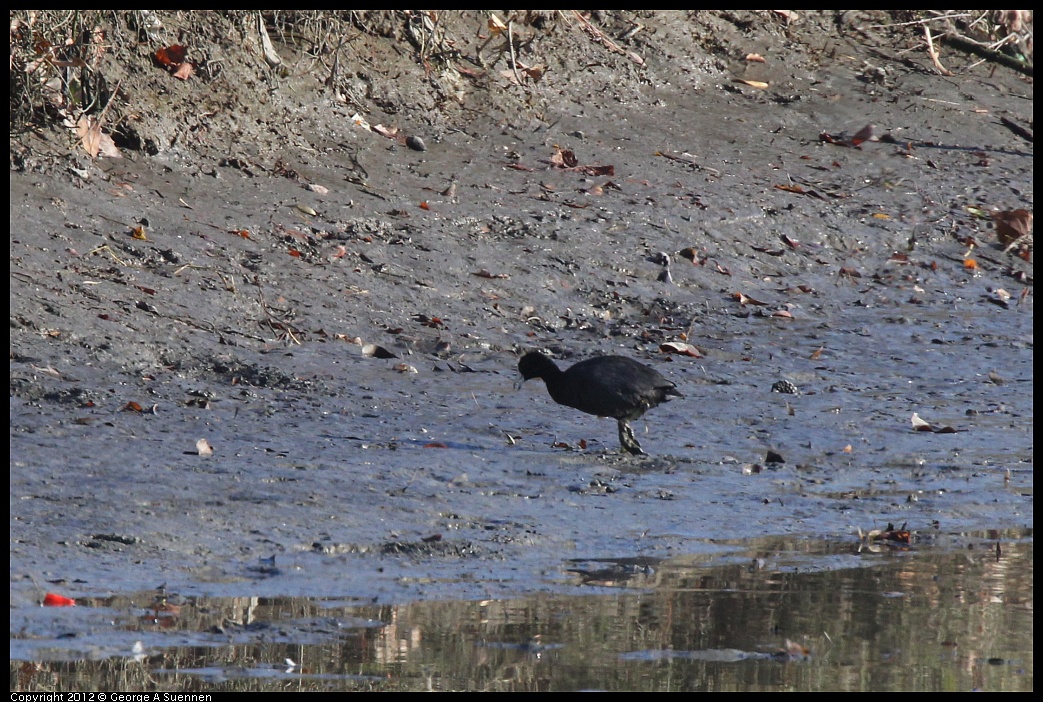 1103-085627-02.jpg - American Coot