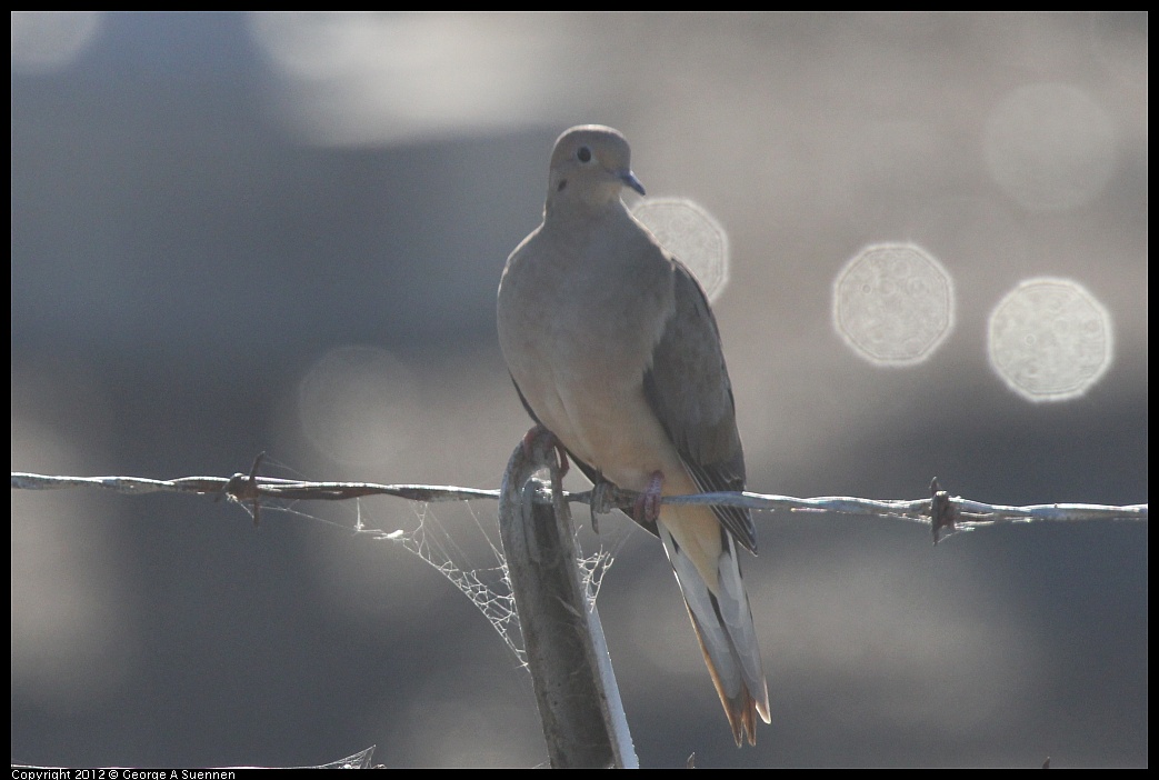 1103-085652-03.jpg - Mourning Dove