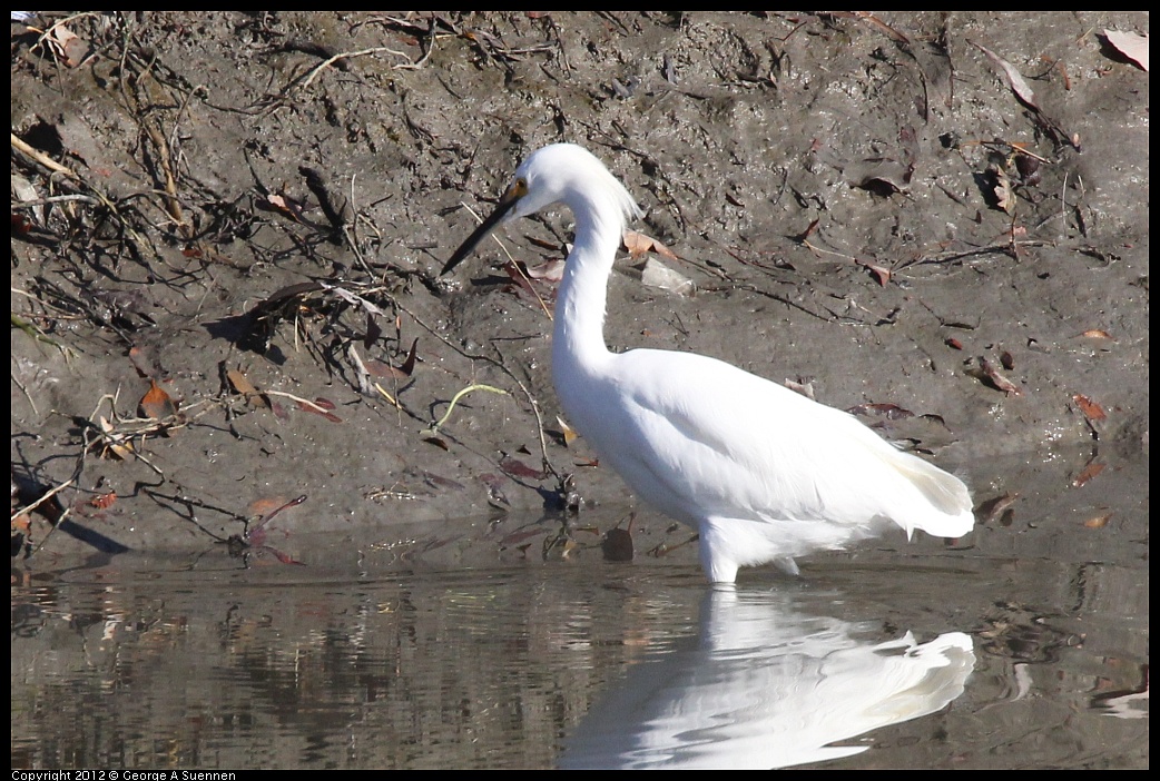 1103-085727-01.jpg - Snowy Egret