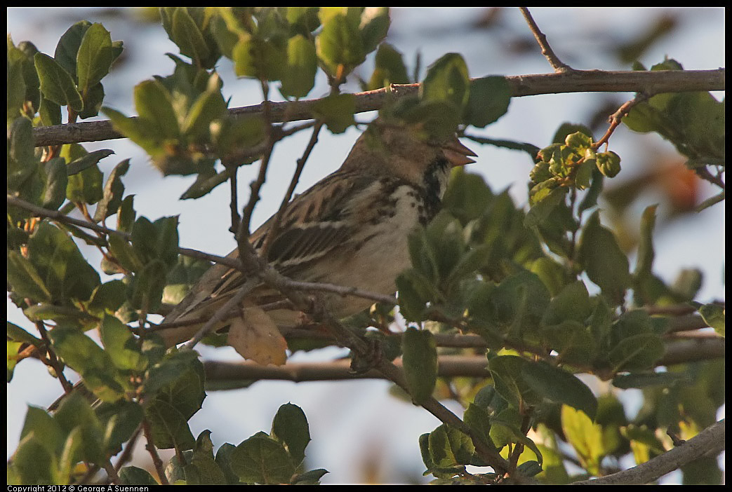 1103-090345-01.jpg - Harris's Sparrow