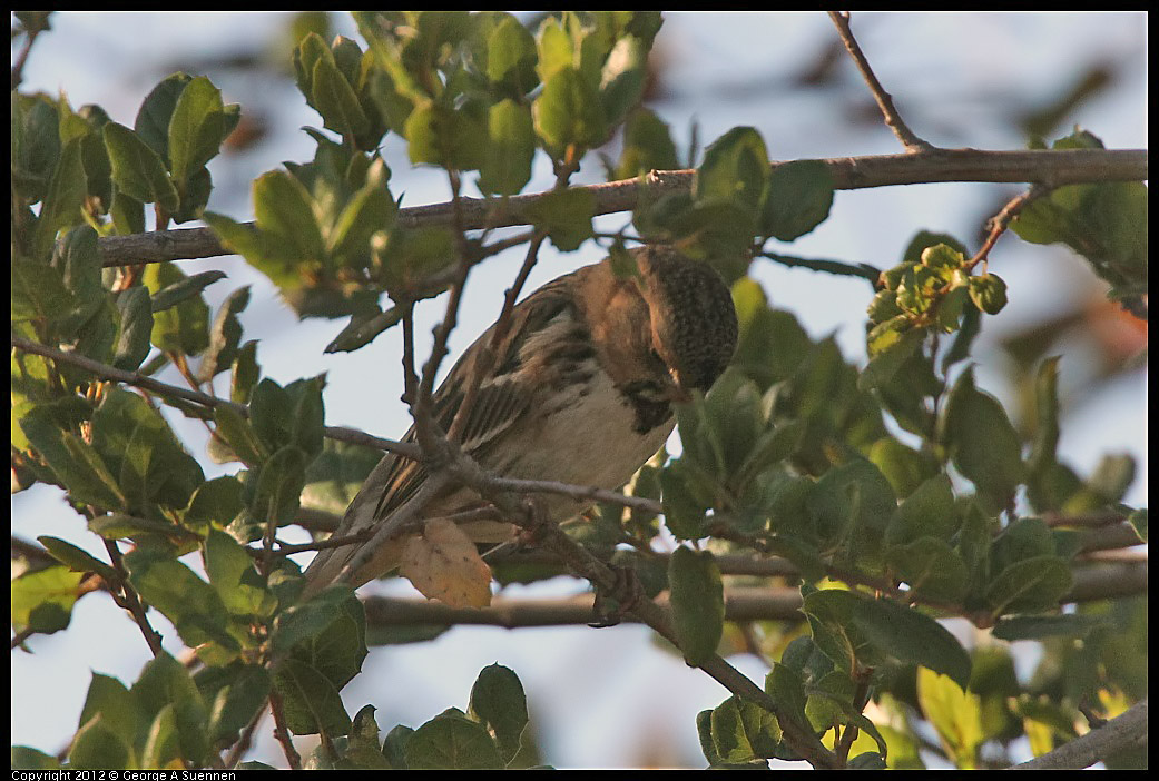 1103-090358-05.jpg - Harris's Sparrow